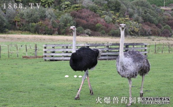 鸵鸟价格