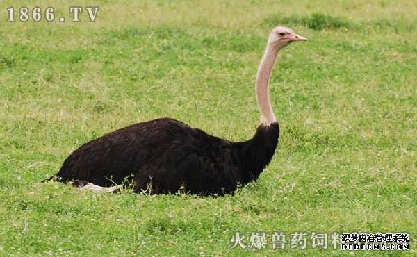 鸵鸟价格