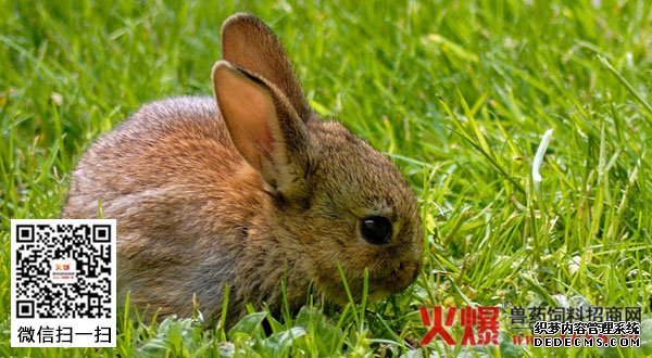 浅谈兔弓形病的症状、治疗及预防措施介绍（图）