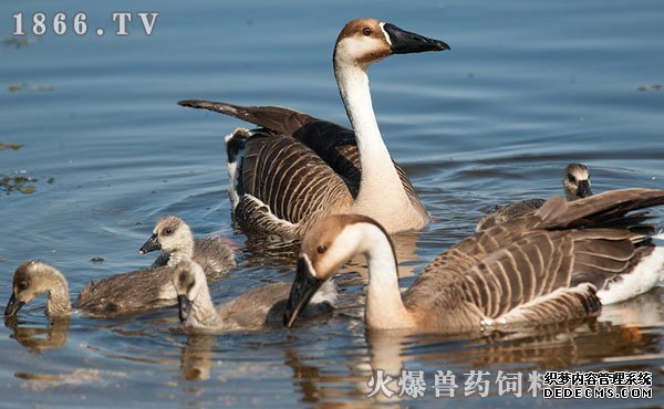 如何防治大雁生病