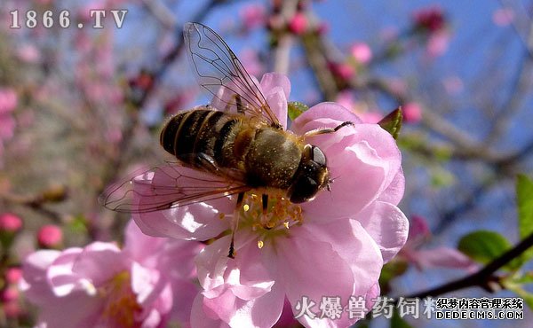   蜜蜂有什么作用，蜜蜂作用