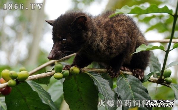 果子狸养殖前景