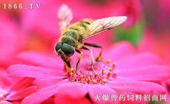 蜜蜂怕什么，蜜蜂图片