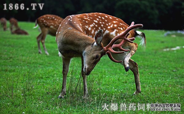     梅花鹿鹿茸怎么吃