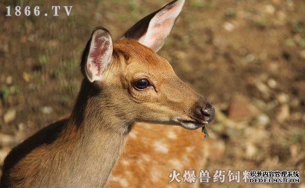     梅花鹿的繁殖技术