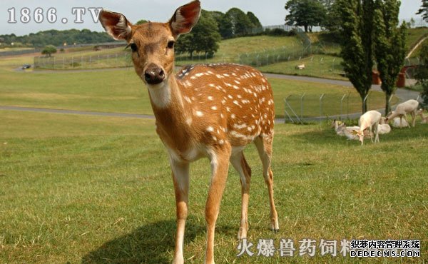     梅花鹿的繁殖技术