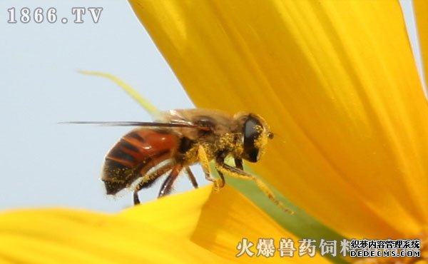 蜜蜂繁殖技术 