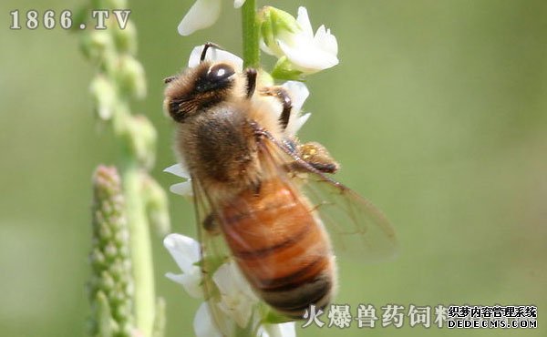     蜜蜂繁殖技术