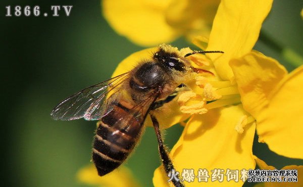     中蜂越冬蜂群管理