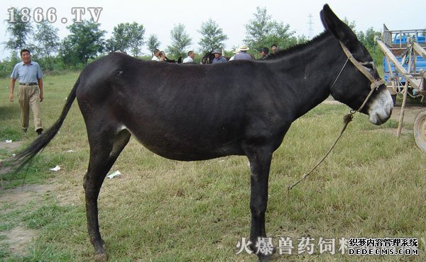     肉驴养殖前景