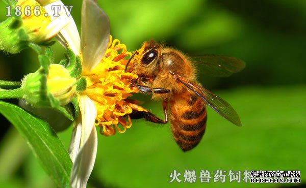     蜜蜂饲料配方