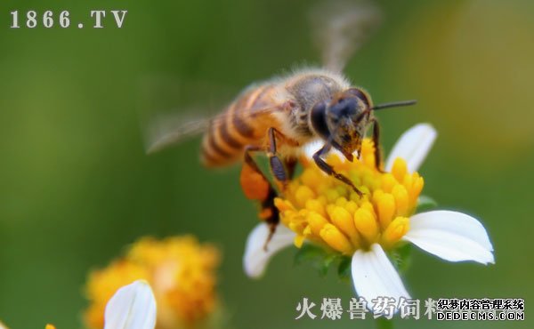 蜜蜂是昆虫吗