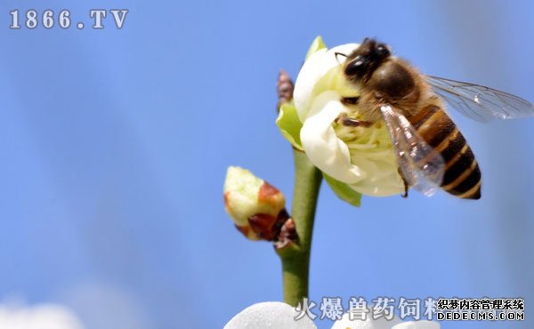     蜜蜂多少钱一箱