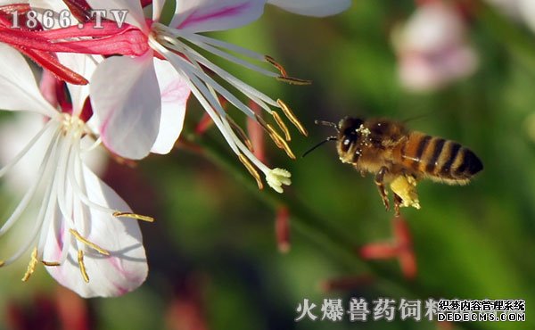 养蜜蜂一年能赚多少钱，蜜蜂养殖效益