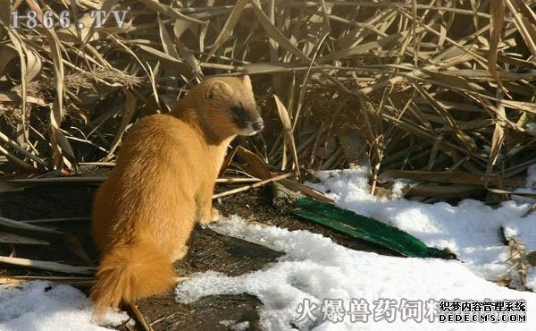 黄鼠狼肉的营养价值