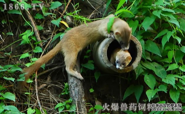 黄鼠狼价格