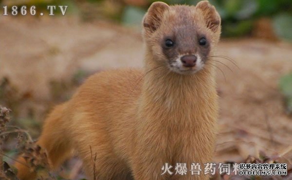 黄鼠狼价格