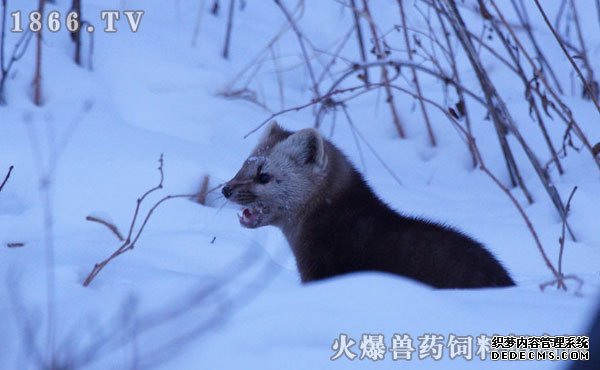     水貂皮最新价格