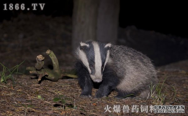 猪獾吃什么