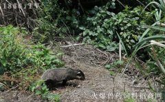 猪獾价格，猪獾多少钱一斤