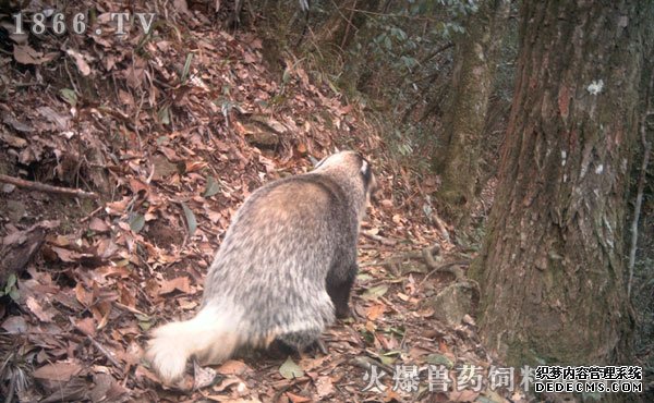 猪獾价格