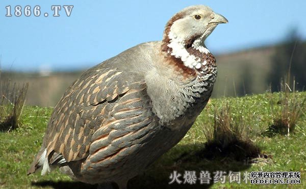 雪鸡养殖技术