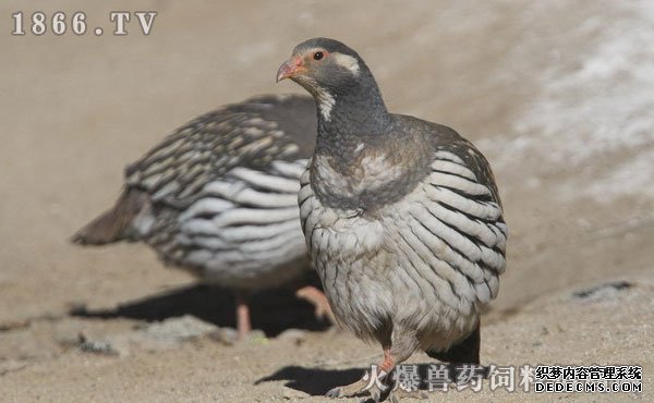 雪鸡养殖技术