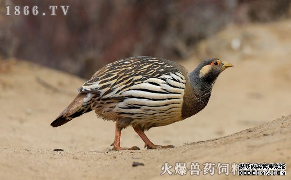 雪鸡的功效