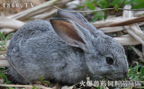     兔子一年繁殖几次