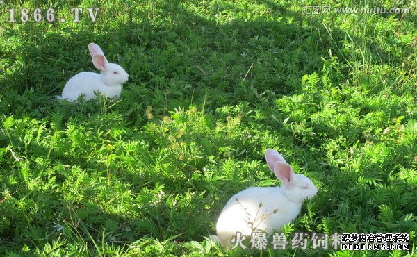     獭兔饲养管理