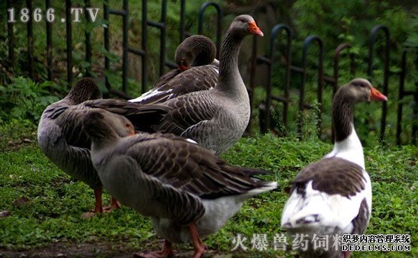 灰天鹅养殖技术