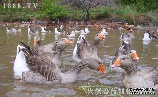 灰天鹅养殖技术