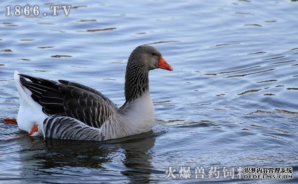 灰天鹅价格