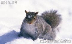 雪地松鼠公母的区分