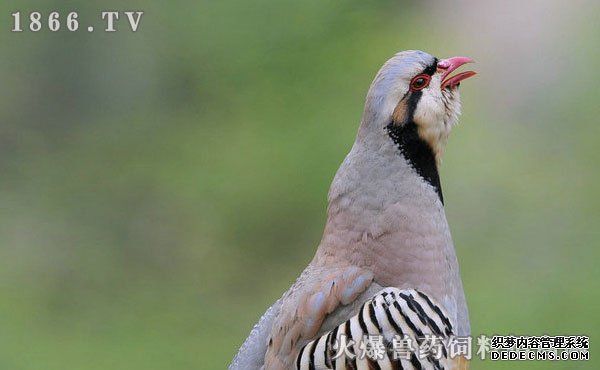     鹧鸪养殖应把握的四个要点