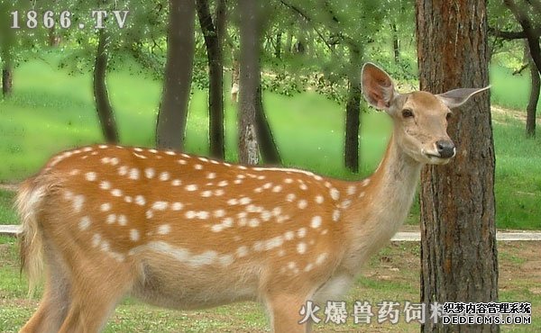     梅花鹿养殖周期