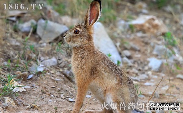     野兔一年繁殖几次