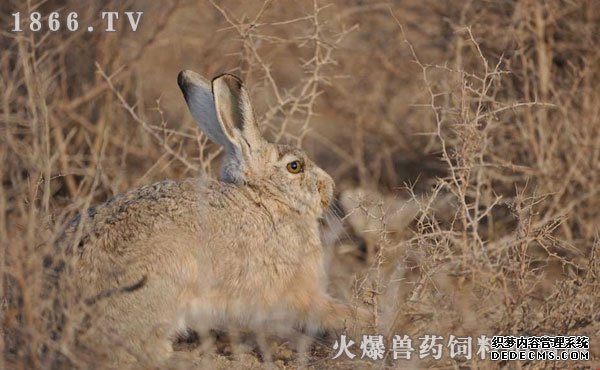     野兔养殖利润