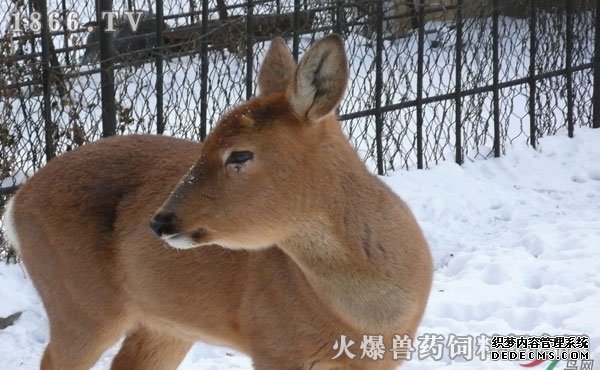     狍子养殖技术