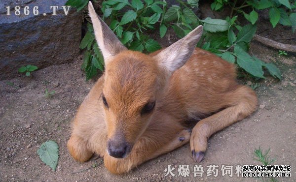     狍子养殖前景