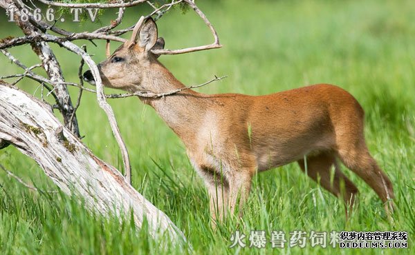     狍子养殖成本和利润