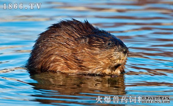     麝香鼠习性