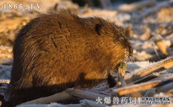     麝香鼠的价值