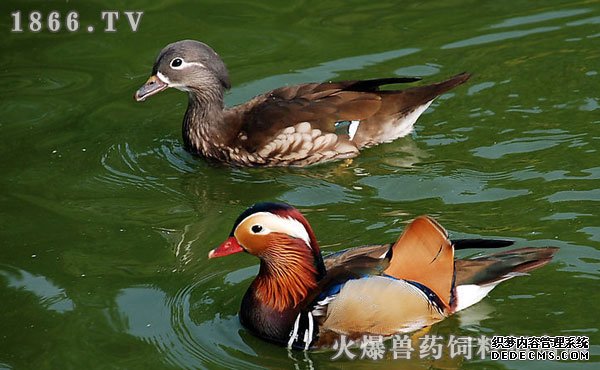     鸳鸯怎么饲养