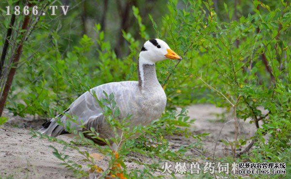     斑头雁能飞多高