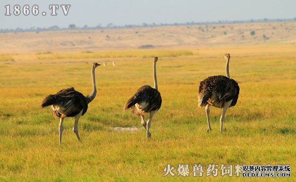 鸵鸟吃什么