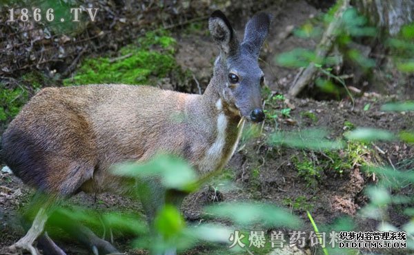 林麝养殖技术