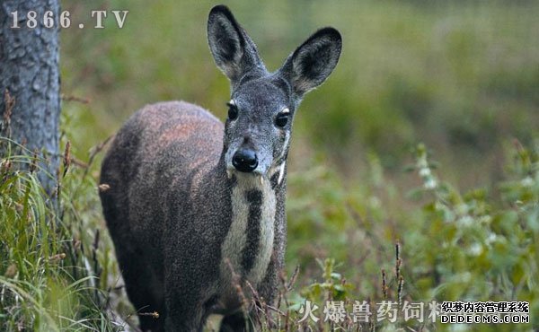 林麝养殖技术