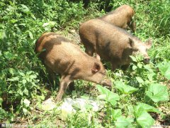 生态养殖园里的野猪放养技术