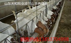 草鱼养殖技术:草鱼养殖技术的相关资料